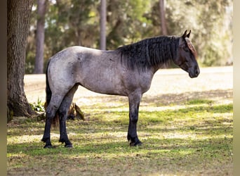 American Quarter Horse Mix, Stute, 4 Jahre, 157 cm, Roan-Blue