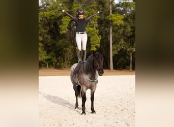 American Quarter Horse Mix, Stute, 4 Jahre, 157 cm, Roan-Blue