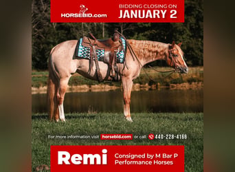 American Quarter Horse, Stute, 4 Jahre, 157 cm, Roan-Red