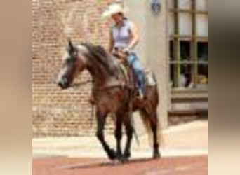 American Quarter Horse, Stute, 4 Jahre, 157 cm, Schimmel