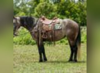 American Quarter Horse, Stute, 4 Jahre, 157 cm, Schimmel