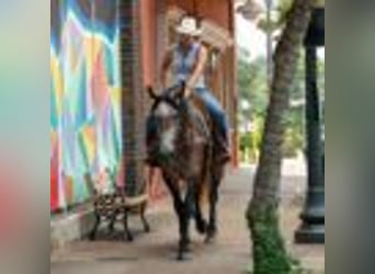American Quarter Horse, Stute, 4 Jahre, 157 cm, Schimmel