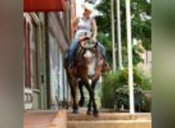 American Quarter Horse, Stute, 4 Jahre, 157 cm, Schimmel