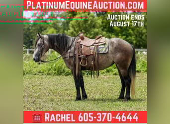 American Quarter Horse, Stute, 4 Jahre, 157 cm, Schimmel