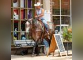 American Quarter Horse, Stute, 4 Jahre, 157 cm, Schimmel