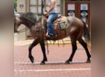 American Quarter Horse, Stute, 4 Jahre, 157 cm, Schimmel