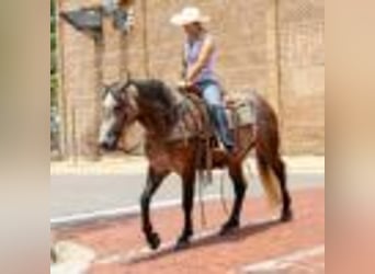 American Quarter Horse, Stute, 4 Jahre, 157 cm, Schimmel