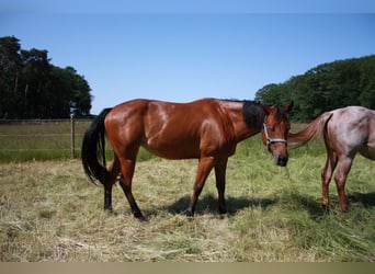 American Quarter Horse, Stute, 4 Jahre, 158 cm, Brauner