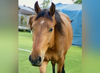 American Quarter Horse Mix, Stute, 4 Jahre, 160 cm, Brauner