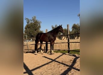 American Quarter Horse, Stute, 4 Jahre, 160 cm, Dunkelbrauner