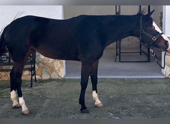 American Quarter Horse, Stute, 4 Jahre, 160 cm, Dunkelbrauner