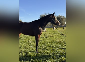 American Quarter Horse, Stute, 4 Jahre, 160 cm, Dunkelbrauner