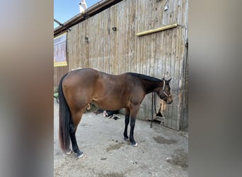American Quarter Horse, Stute, 4 Jahre, 162 cm, Brauner