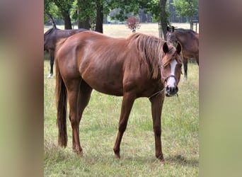 American Quarter Horse, Stute, 4 Jahre, 163 cm, Dunkelfuchs