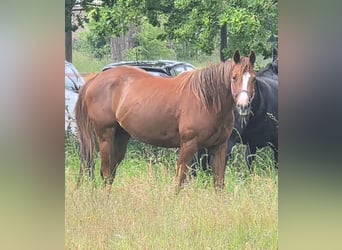 American Quarter Horse, Stute, 4 Jahre, 163 cm, Dunkelfuchs