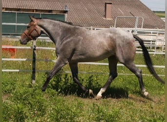 American Quarter Horse, Stute, 4 Jahre, 163 cm, Roan-Bay