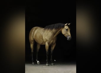 American Quarter Horse, Stute, 4 Jahre, Buckskin
