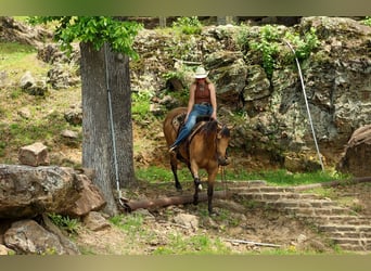 American Quarter Horse, Stute, 4 Jahre, Buckskin