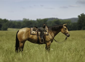 American Quarter Horse, Stute, 4 Jahre, Buckskin