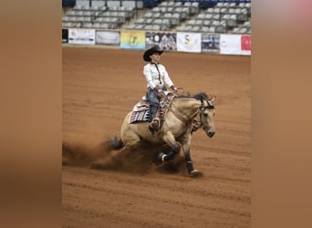 American Quarter Horse, Stute, 4 Jahre, Buckskin