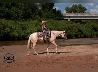 American Quarter Horse, Stute, 4 Jahre, Cremello