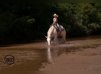 American Quarter Horse, Stute, 4 Jahre, Cremello