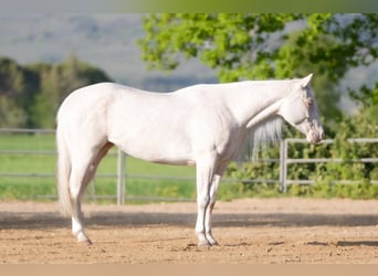 American Quarter Horse, Stute, 4 Jahre, Cremello