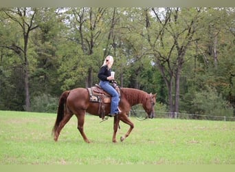 American Quarter Horse, Stute, 4 Jahre, Dunkelfuchs