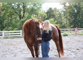 American Quarter Horse, Stute, 4 Jahre, Dunkelfuchs