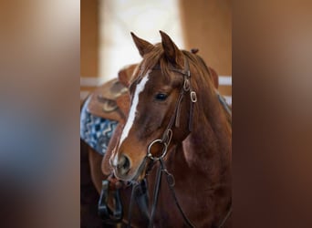 American Quarter Horse, Stute, 4 Jahre, Dunkelfuchs