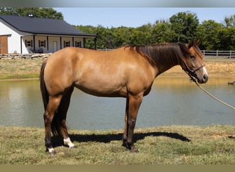 American Quarter Horse, Stute, 4 Jahre, Falbe
