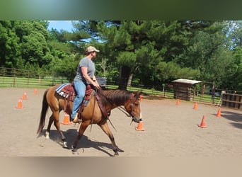 American Quarter Horse, Stute, 4 Jahre, Falbe