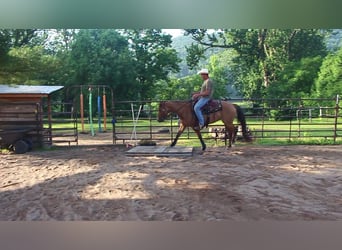American Quarter Horse, Stute, 4 Jahre, Falbe