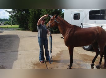 American Quarter Horse, Stute, 4 Jahre, Falbe
