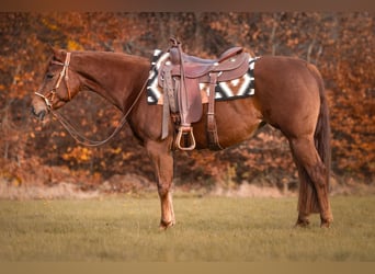 American Quarter Horse, Stute, 4 Jahre, Fuchs