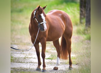 American Quarter Horse, Stute, 4 Jahre, Fuchs