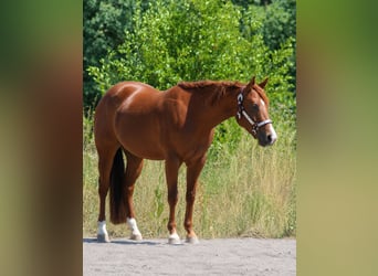 American Quarter Horse, Stute, 4 Jahre, Fuchs