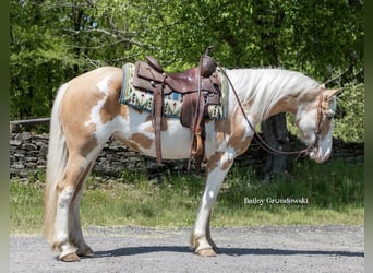 American Quarter Horse, Stute, 4 Jahre, Overo-alle-Farben
