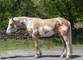 American Quarter Horse, Stute, 4 Jahre, Overo-alle-Farben