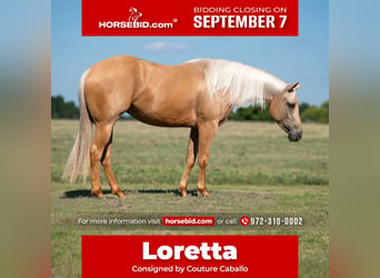 American Quarter Horse, Stute, 4 Jahre, Palomino