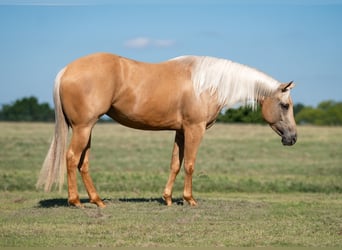 American Quarter Horse, Stute, 4 Jahre, Palomino