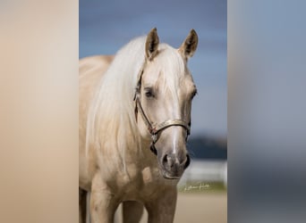 American Quarter Horse, Stute, 4 Jahre, Palomino