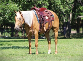 American Quarter Horse, Stute, 4 Jahre, Palomino