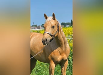 American Quarter Horse, Stute, 4 Jahre, Palomino