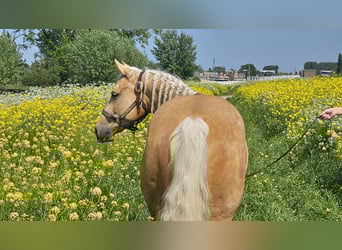 American Quarter Horse, Stute, 4 Jahre, Palomino