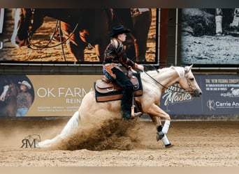 American Quarter Horse, Stute, 4 Jahre, Palomino