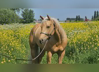 American Quarter Horse, Stute, 4 Jahre, Palomino