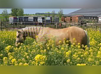 American Quarter Horse, Stute, 4 Jahre, Palomino