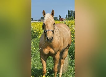 American Quarter Horse, Stute, 4 Jahre, Palomino