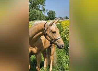 American Quarter Horse, Stute, 4 Jahre, Palomino